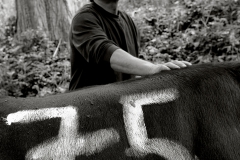 Combats de Reines d'Hérens