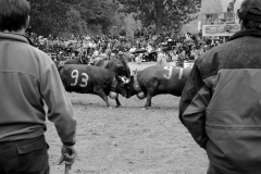 Combats de Reines d'Hérens