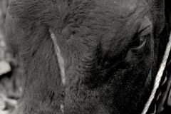 Combats de Reines d'Hérens