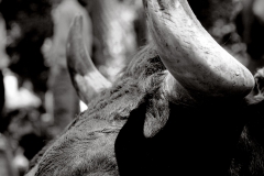 Combats de Reines d'Hérens