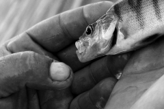 Faces of the Danube Delta