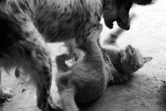 Faces of the Danube Delta