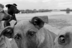 Faces of the Danube Delta