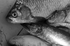 Faces of the Danube Delta