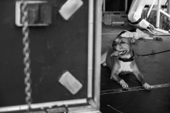 Hot Backstage Dogs, Festival Les Georges 2016, Fribourg, Suisse, ©Maud Chablais